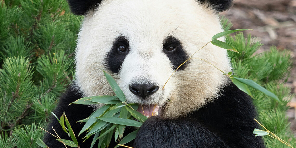 Bambukas – naujas supermaistas lietuvių lėkštėse? Gydytojai perspėja dėl vienos rizikos