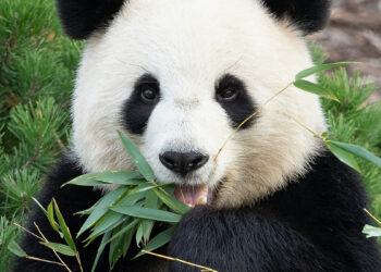 Bambukas – naujas supermaistas lietuvių lėkštėse? Gydytojai perspėja dėl vienos rizikos