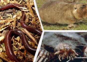 Be akių, bet su tobulu uosle: 11 stulbinančių gyvūnų, visą gyvenimą praleidžiančių tamsoje