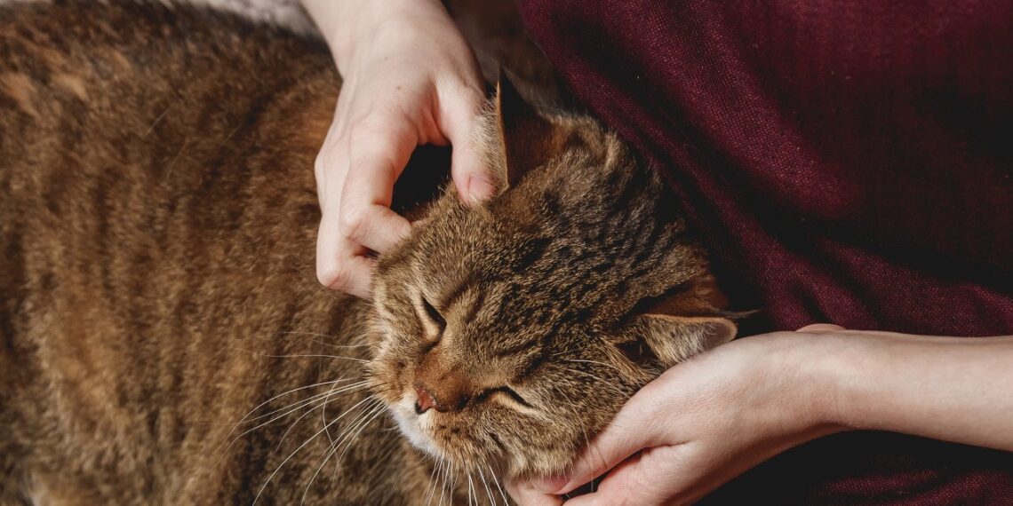Kodėl katė pasirenka tik VIENĄ žmogų? Priežastis neturi nieko bendra su maistu.