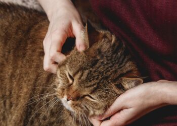 Kodėl katė pasirenka tik VIENĄ žmogų? Priežastis neturi nieko bendra su maistu.