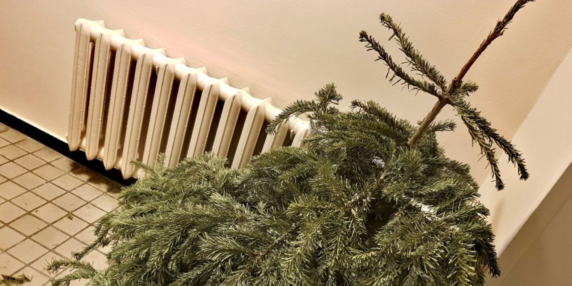 Ekspertai perspėja: dauguma po švenčių su eglutėmis daro lemtingą klaidą – gresia baudos