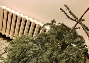 Ekspertai perspėja: dauguma po švenčių su eglutėmis daro lemtingą klaidą – gresia baudos