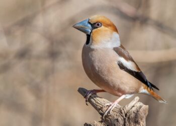 Ekspertė atskleidė paslaptį: šis egzotiškas „princas“ jau skraido po Lietuvos sodus – vilioja vienu triuku