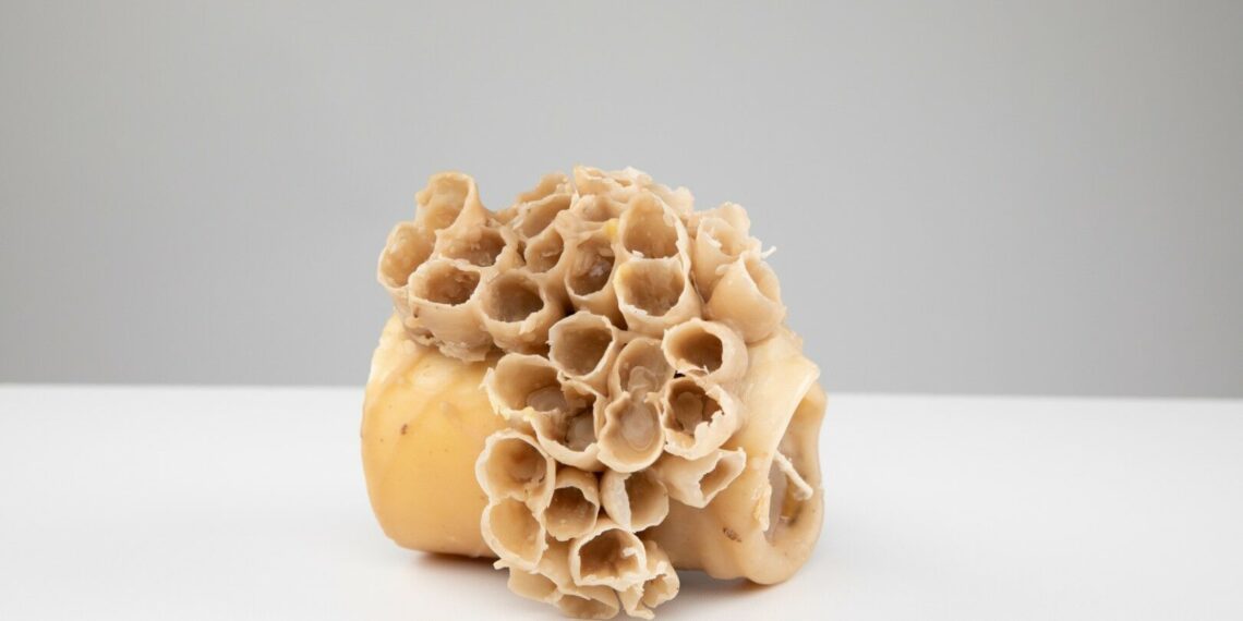 Gėdą jaučiantis DI, kerpių supergalios ir gamtos kopijavimas: KTU knyga keičia dizaino taisykles