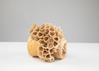 Gėdą jaučiantis DI, kerpių supergalios ir gamtos kopijavimas: KTU knyga keičia dizaino taisykles