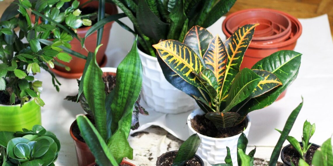 Gėlių žūtis žiemą: darote lemtingą klaidą – štai 7 triukai, kaip akimirksniu jas atgaivinti