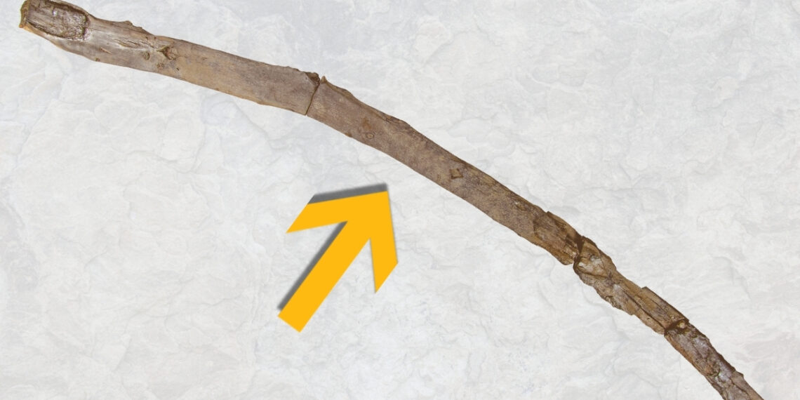 Graikijoje aptiktas 430 tūkst. metų senumo medinis įrankis – perrašo žmonijos istoriją