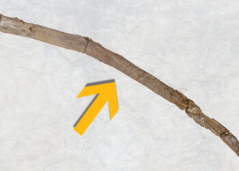 Graikijoje aptiktas 430 tūkst. metų senumo medinis įrankis – perrašo žmonijos istoriją