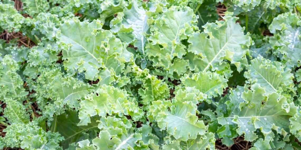 Gydytojai nustebo: pamirštas žiemos supermaistas senjorams – stiprina kaulus ir apsaugo širdį