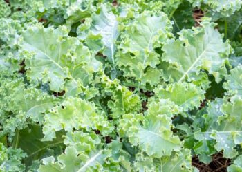 Gydytojai nustebo: pamirštas žiemos supermaistas senjorams – stiprina kaulus ir apsaugo širdį