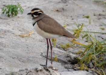 Indijoje įrašytas mįslingos reto paukščio balsas, manyto išnykusio dešimtmečius – mokslininkai šokiruoti