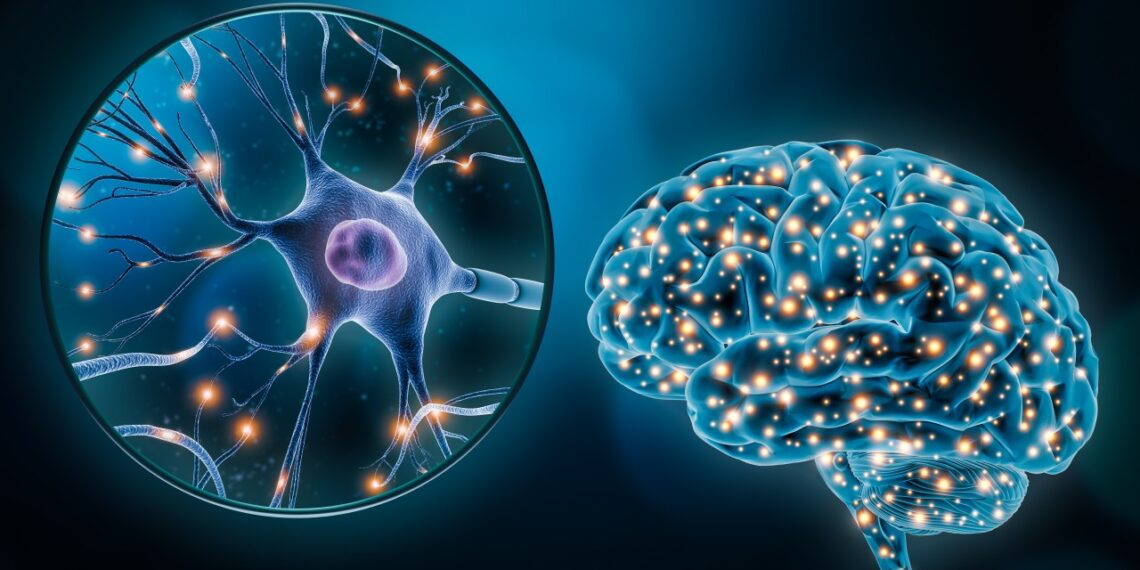 Japonai lėkštelėje „surinko“ žmogaus smegenis: tai, ką jos padarė, gąsdina net mokslininkus