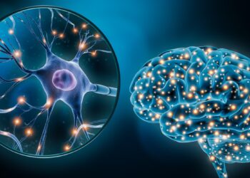 Japonai lėkštelėje „surinko“ žmogaus smegenis: tai, ką jos padarė, gąsdina net mokslininkus