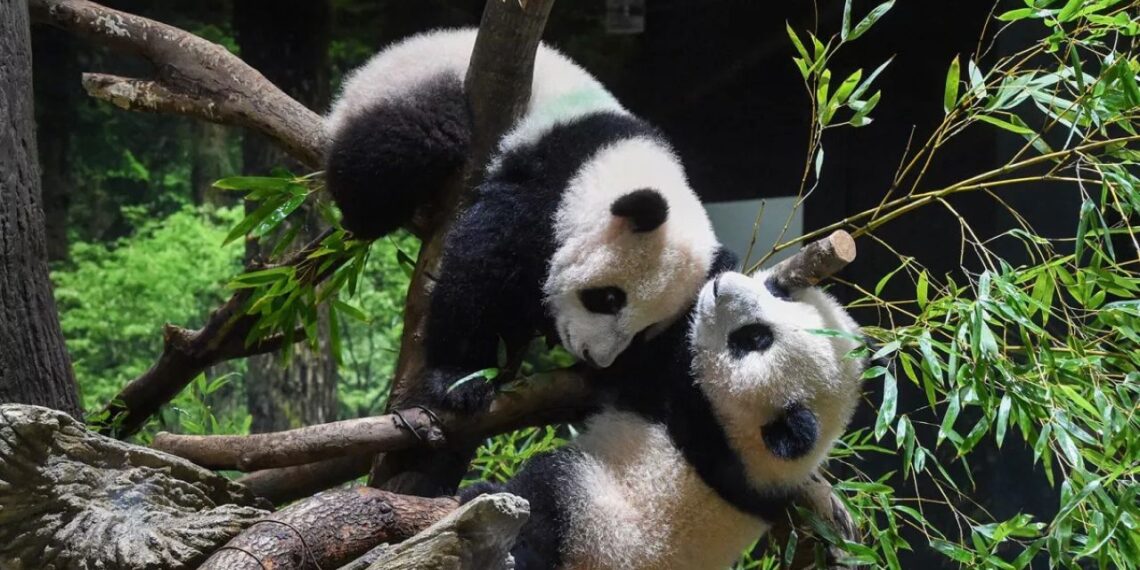 Japonija išsiunčia paskutinę pandą į Kiniją: ar kartu iškeliauja ir pasitikėjimas tarp šalių?