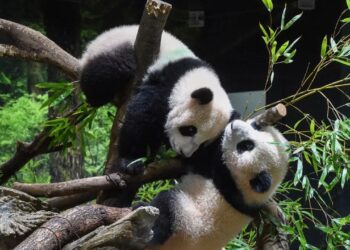 Japonija išsiunčia paskutinę pandą į Kiniją: ar kartu iškeliauja ir pasitikėjimas tarp šalių?