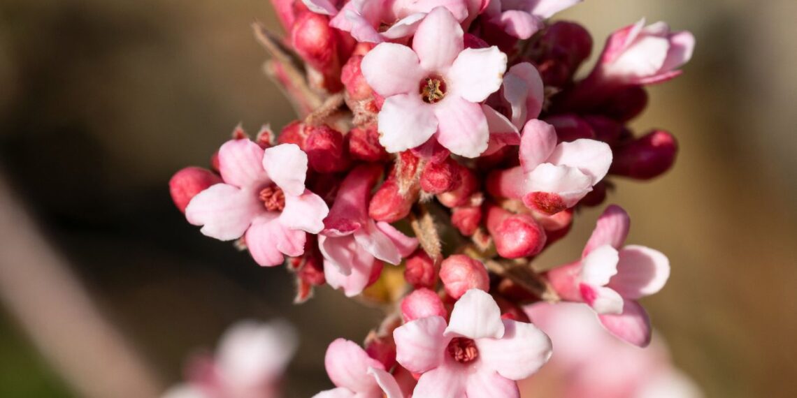 Jo žiedai kvepia kaip brangiausi kvepalai ir suformuoja pasakišką gyvatvorę pavasarį!