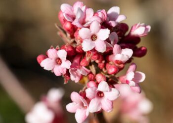 Jo žiedai kvepia kaip brangiausi kvepalai ir suformuoja pasakišką gyvatvorę pavasarį!