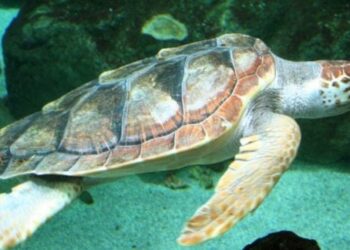 Jūrinis vėžlys perplaukė 24 tūkst. km: mokslininkai apstulbo nuo beprecedenčio maršruto