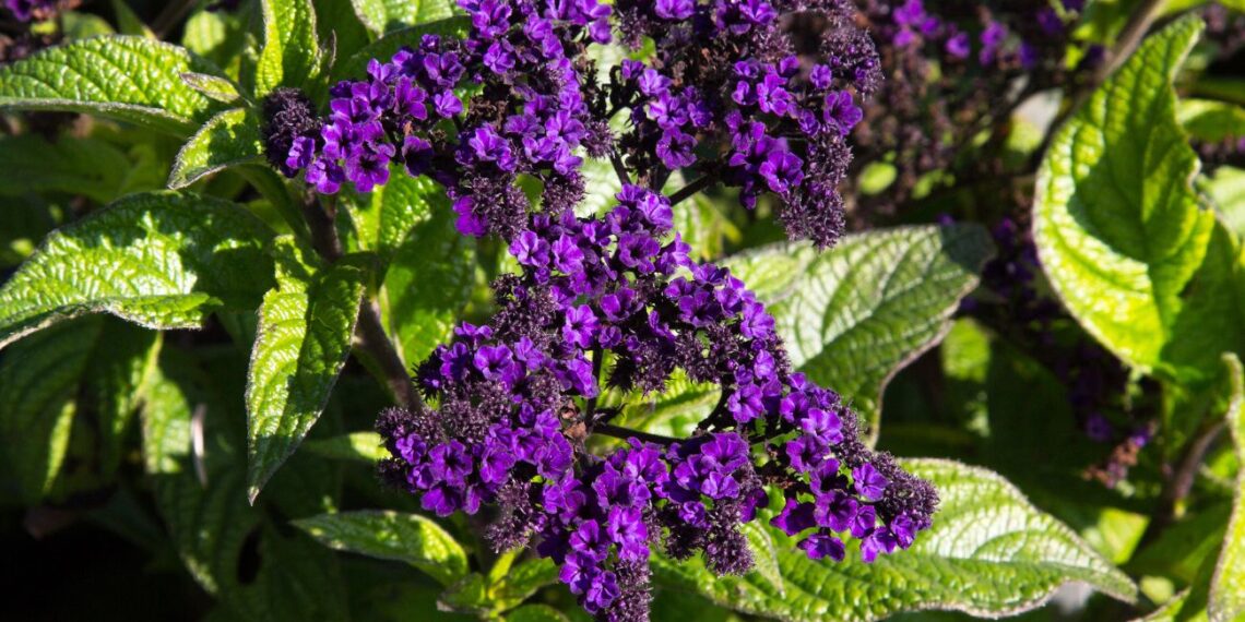 Ką sėti jau sausį? Šiltnamio „stebuklingasis penketas“, kuris pakeis tavo daržą visiems metams