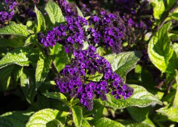 Ką sėti jau sausį? Šiltnamio „stebuklingasis penketas“, kuris pakeis tavo daržą visiems metams