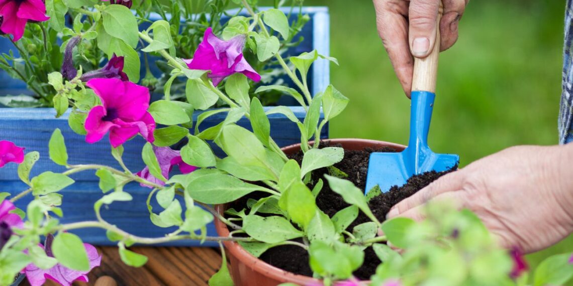 Kaip už centus apželdinti balkoną petunijomis ir surfinijomis: viena sėjos gudrybė pakeis viską