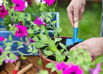 Kaip už centus apželdinti balkoną petunijomis ir surfinijomis: viena sėjos gudrybė pakeis viską