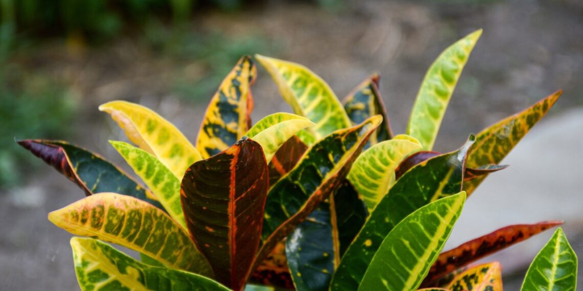 Kambarių puošmena žiemą: ši tropinė gėlė su margais lapais nustebins net ekspertus