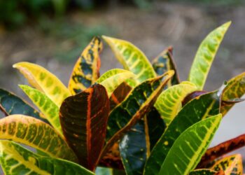 Kambarių puošmena žiemą: ši tropinė gėlė su margais lapais nustebins net ekspertus