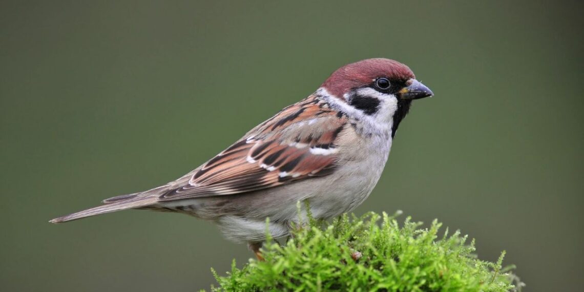 Katastrofas pranašaujantys dangaus šnipai: šokiruojančios paslaptys, kurias slepia paukščiai