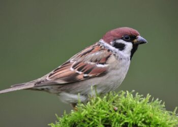 Katastrofas pranašaujantys dangaus šnipai: šokiruojančios paslaptys, kurias slepia paukščiai