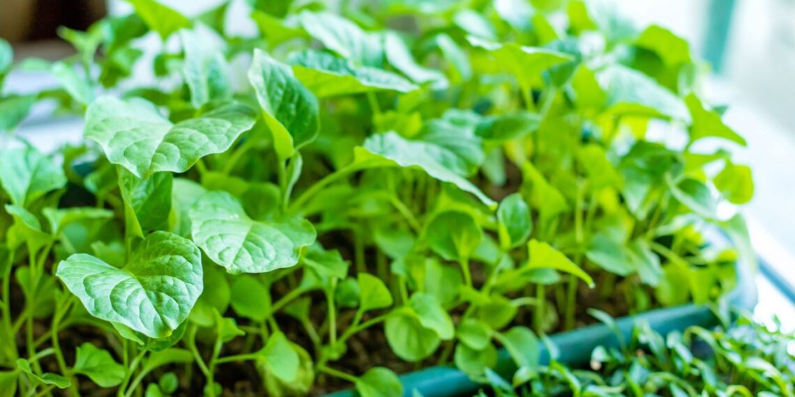 Ko NIE SĖTI sausį? Šios dažnos klaidos sunaikins daigus, o šios išimtys išgelbės derlių