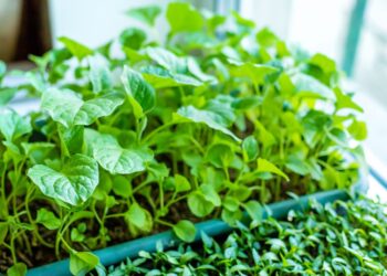 Ko NIE SĖTI sausį? Šios dažnos klaidos sunaikins daigus, o šios išimtys išgelbės derlių