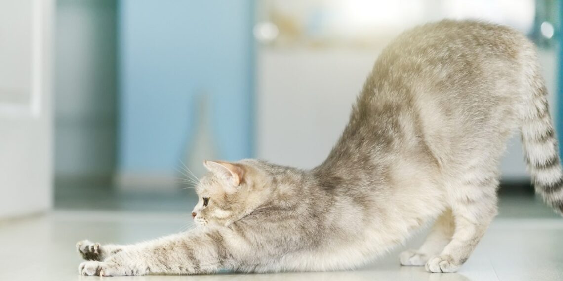 Kodėl katė staiga ima rangytis pamačiusi jus? Veterinarai atskleidė netikėtą priežastį