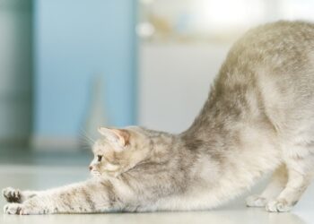 Kodėl katė staiga ima rangytis pamačiusi jus? Veterinarai atskleidė netikėtą priežastį