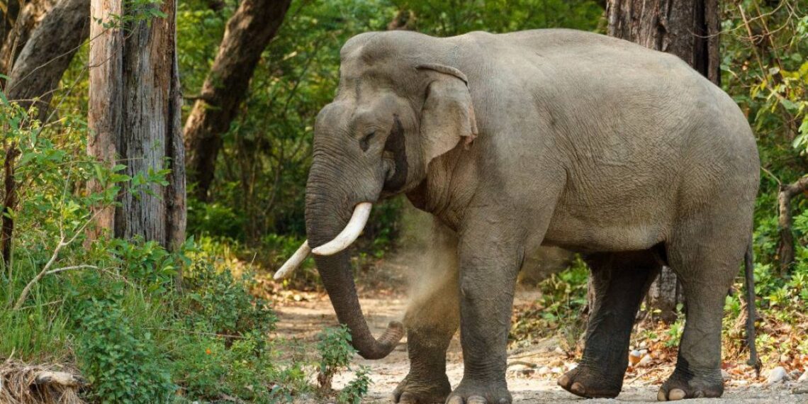 Kraujo ištroškęs dramblys siaubia Indiją: per 9 dienas žiauriai nužudė net 17 žmonių