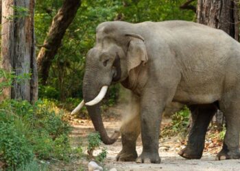 Kraujo ištroškęs dramblys siaubia Indiją: per 9 dienas žiauriai nužudė net 17 žmonių