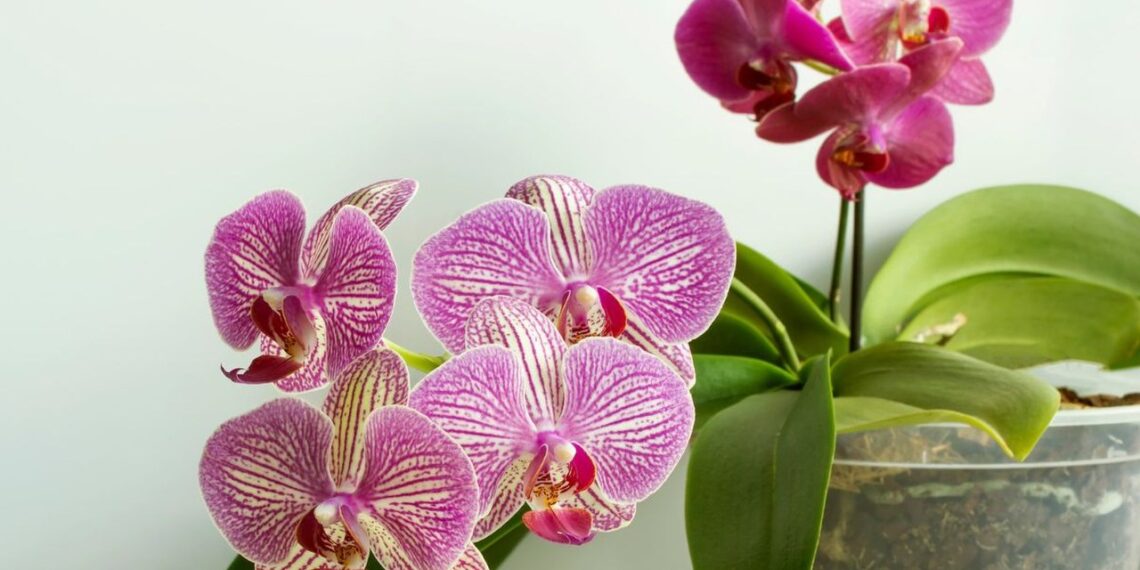 Laistymas ledukais: ar naujas gėlių „triukas“ iš tikro gelbsti kambarinius augalus, ar juos žudo?