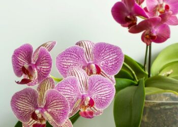 Laistymas ledukais: ar naujas gėlių „triukas“ iš tikro gelbsti kambarinius augalus, ar juos žudo?