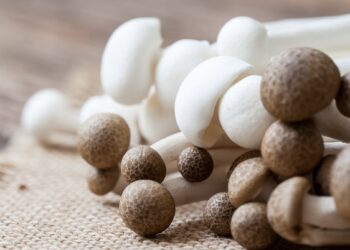 Ignoruotas maistinis stebuklas: šie grybai staigiai mažina cholesterolį ir užveda imunitetą