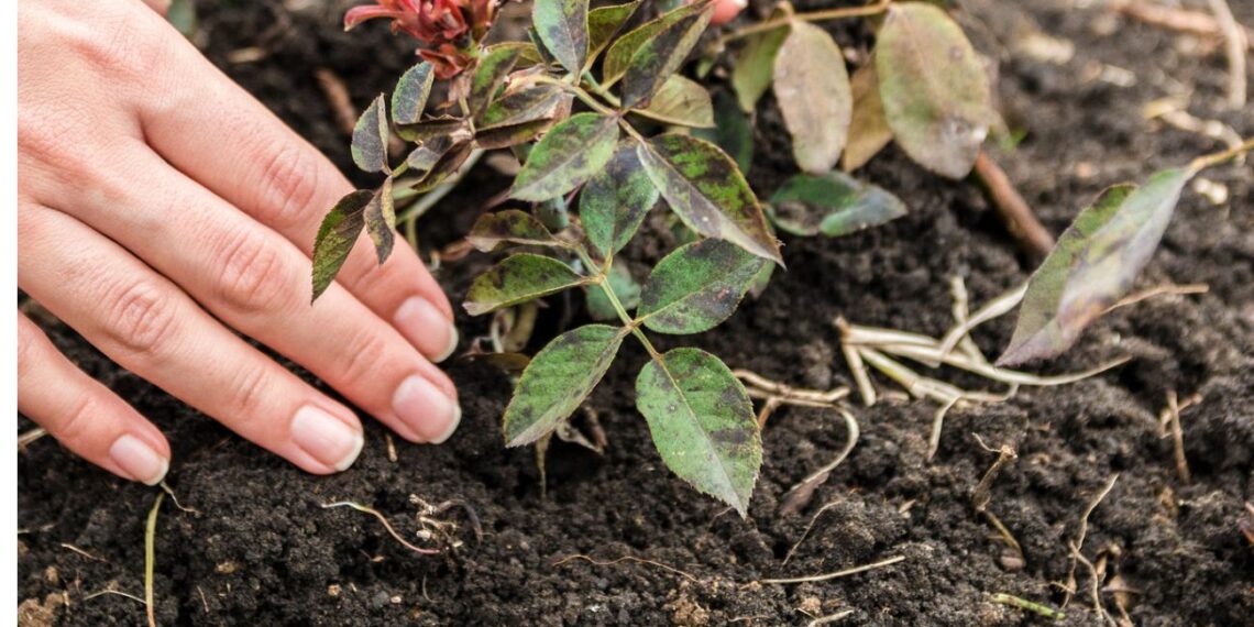 Lemtinga klaida žiemą: dėl šio neapdairumo rožės beveik nežydi ir masiškai serga
