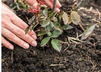 Lemtinga klaida žiemą: dėl šio neapdairumo rožės beveik nežydi ir masiškai serga