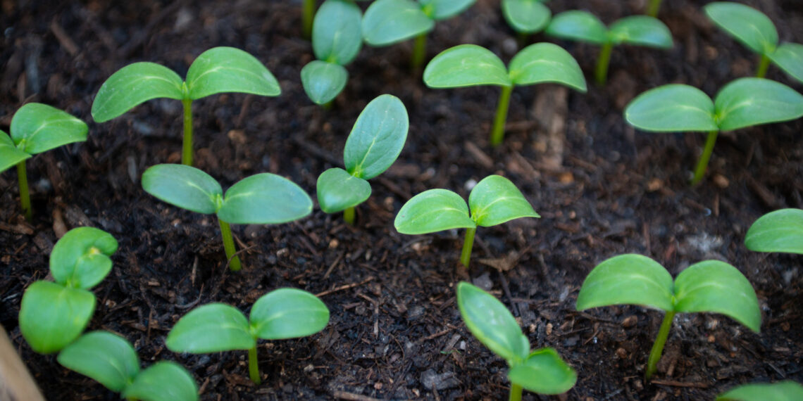 Kaip paspartinti agurkų derlių: paprastas daiginimo be žemės būdas