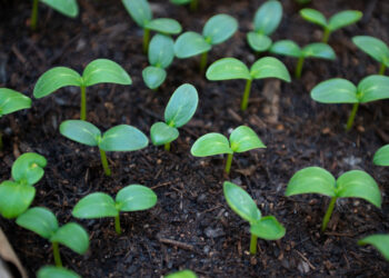 Kaip paspartinti agurkų derlių: paprastas daiginimo be žemės būdas
