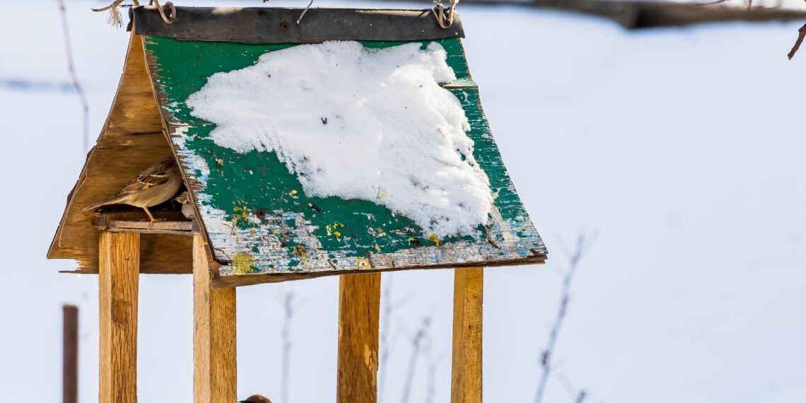 Lietuviai, nustokit nuodyti paukščius žiemą: šito maisto į lesyklą dėti griežtai negalima