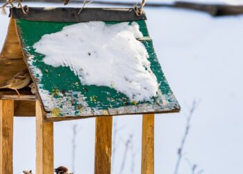 Lietuviai, nustokit nuodyti paukščius žiemą: šito maisto į lesyklą dėti griežtai negalima