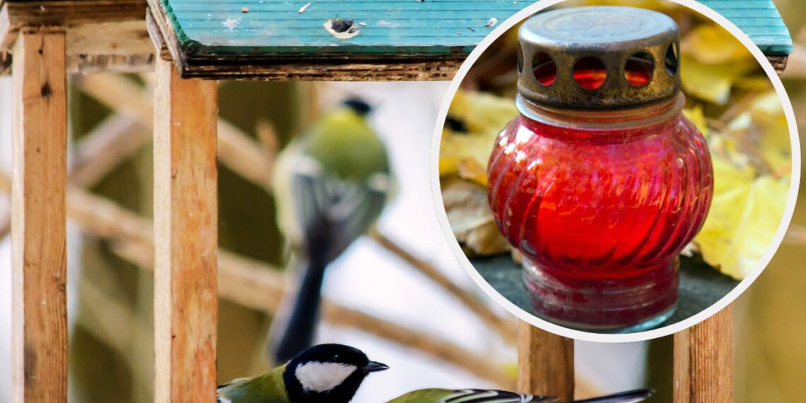 Lietuviai klysta gelbėdami paukščius žiemą: viena klaida lesykloje gali juos pražudyti