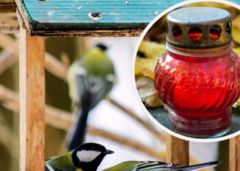 Lietuviai klysta gelbėdami paukščius žiemą: viena klaida lesykloje gali juos pražudyti