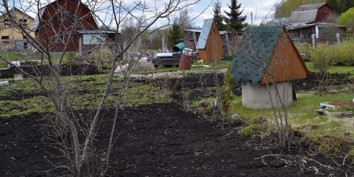 Lietuvoje pamirštas triukas: žiemą darže išbarstykite tai ir pelės bei žiurkės dings akimirksniu