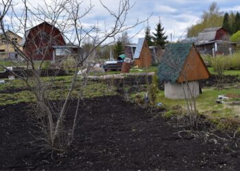 Lietuvoje pamirštas triukas: žiemą darže išbarstykite tai ir pelės bei žiurkės dings akimirksniu